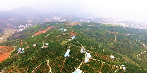 湖南郴州 一个油茶大市的产业蓝图